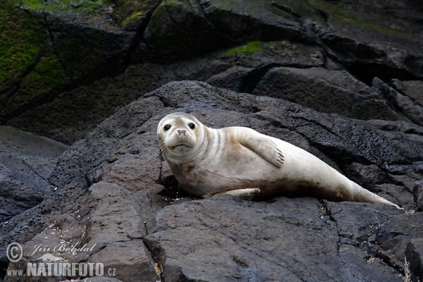 Tuleň obecný (Phoca vitulina)