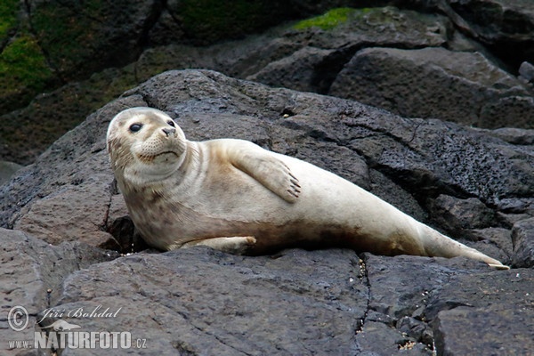 Tuleň obecný (Phoca vitulina)