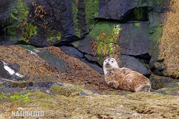 Tuleň obecný (Phoca vitulina)