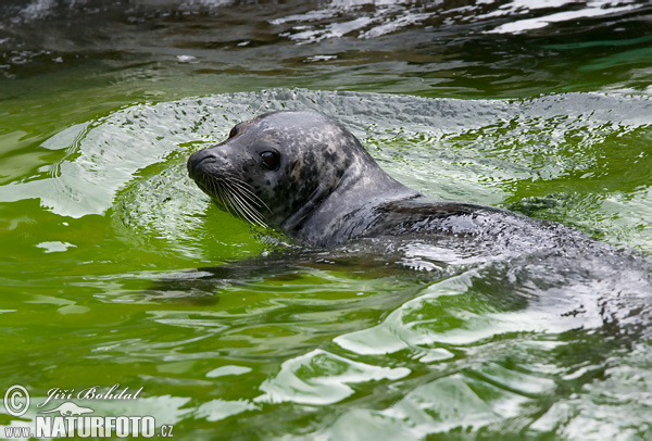 Tuleň obyčajný (Phoca vitulina)