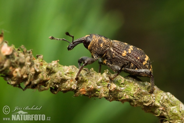 Tvrdoň smrekový (Hylobitus abietis)