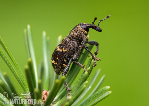 Tvrdoň smrekový (Hylobitus abietis)