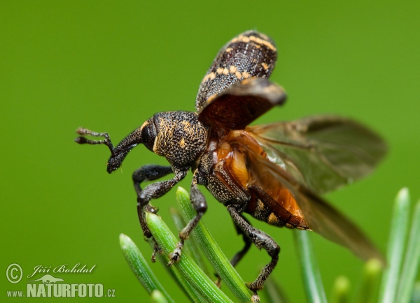 Tvrdoň smrekový (Hylobitus abietis)