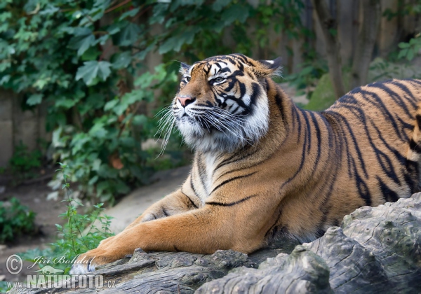 Tygr sumaterský (Panthera tigris sumatrae)