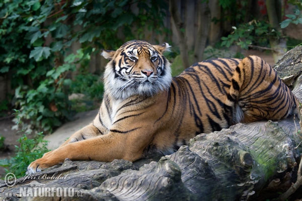 Tygr sumaterský (Panthera tigris sumatrae)