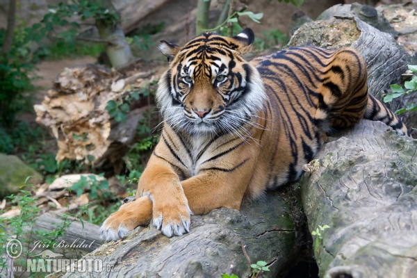 Tygr sumaterský (Panthera tigris sumatrae)