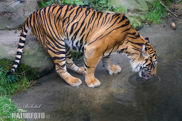 Tygr sumaterský (Panthera tigris sumatrae)