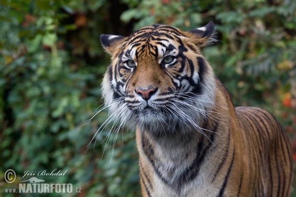 Tygr sumaterský (Panthera tigris sumatrae)