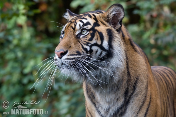 Tygr sumaterský (Panthera tigris sumatrae)