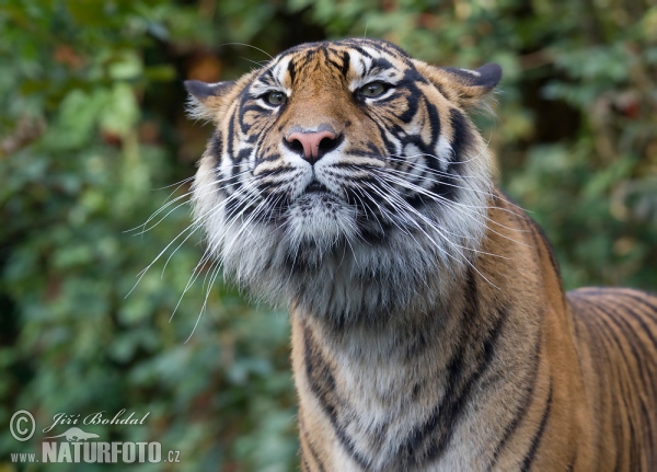 Tygr sumaterský (Panthera tigris sumatrae)