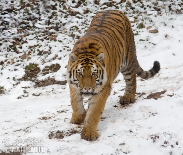 Tygr ussurijský (Panthera tigris altaica)