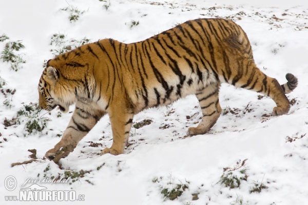 Tygr ussurijský (Panthera tigris altaica)