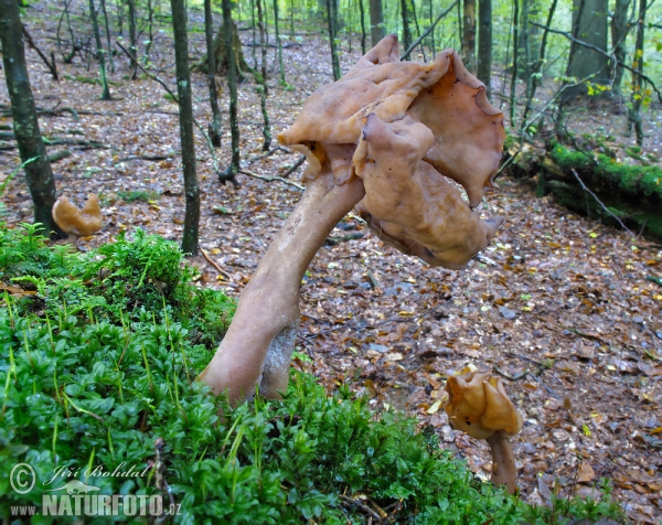 Ucháč čepcovitý (Gyromitra infula)