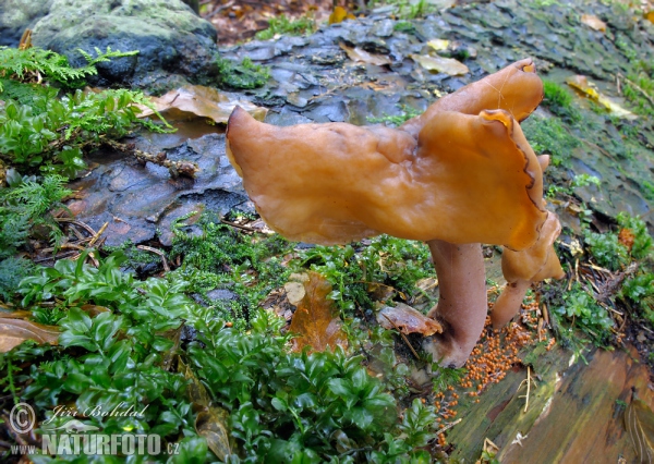 Ucháč čepcovitý (Gyromitra infula)