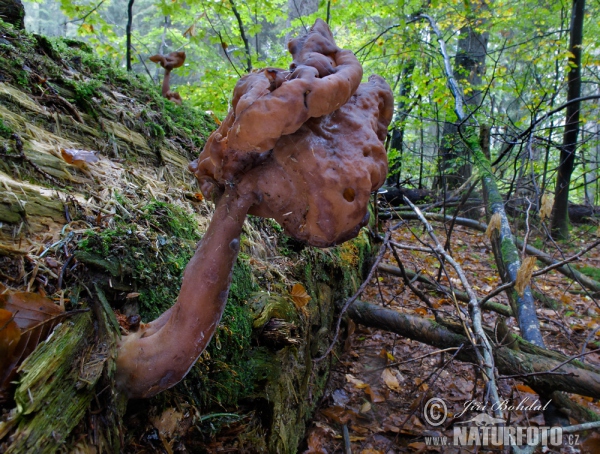 Ucháč čepcovitý (Gyromitra infula)