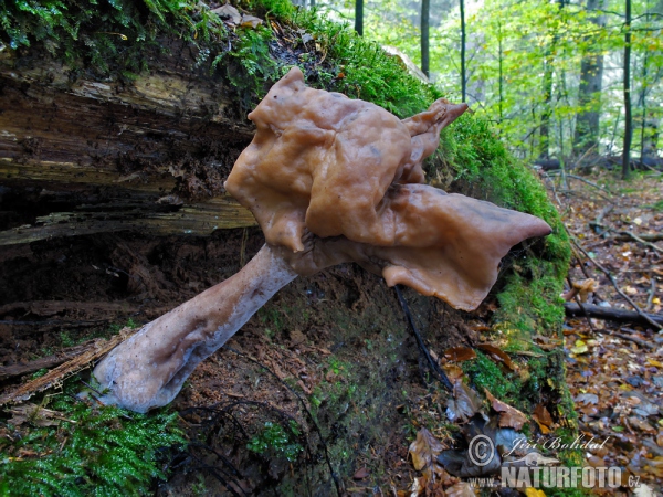 Ucháč čepcovitý (Gyromitra infula)