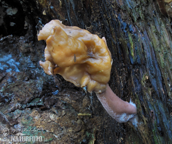 Ucháč čepcovitý (Gyromitra infula)