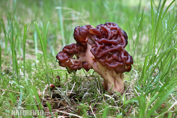 Ucháč obecný (Gyromitra esculenta)