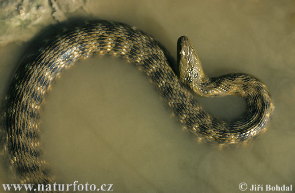 Užovka fŕkaná (Natrix tessellata)