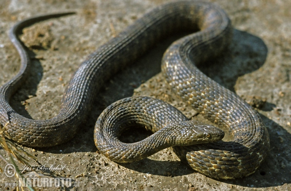 Užovka fŕkaná (Natrix tessellata)