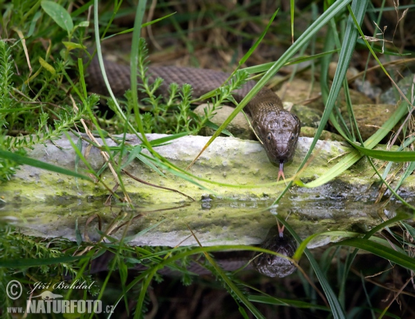 Užovka fŕkaná (Natrix tessellata)