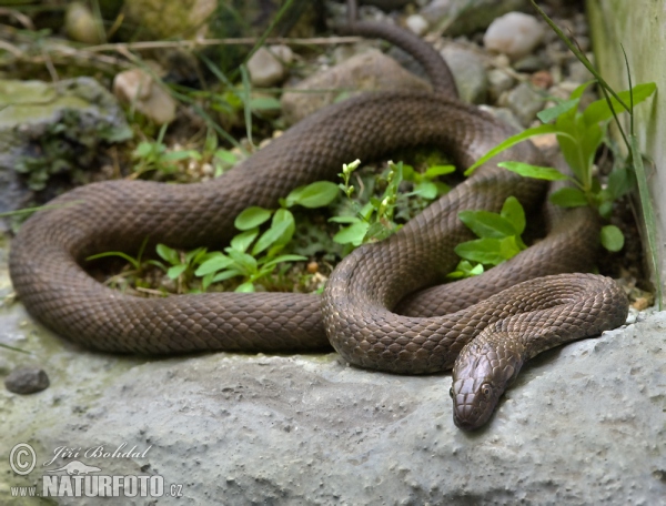 Užovka fŕkaná (Natrix tessellata)