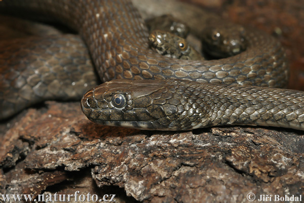 Užovka fŕkaná (Natrix tessellata)