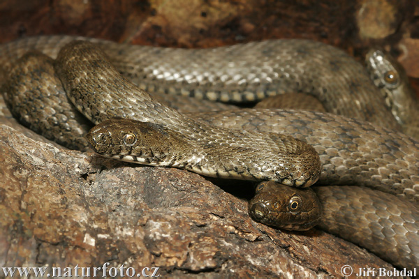 Užovka fŕkaná (Natrix tessellata)