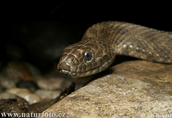 Užovka fŕkaná (Natrix tessellata)