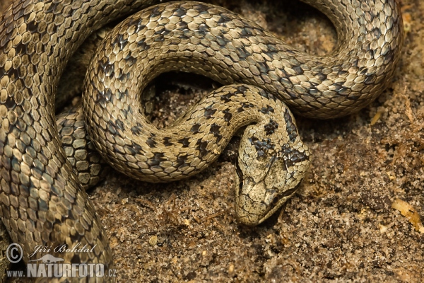 Užovka hladká (Coronella austriaca)