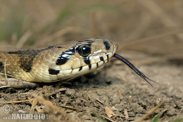 Užovka iberská (Zamenis scalaris)