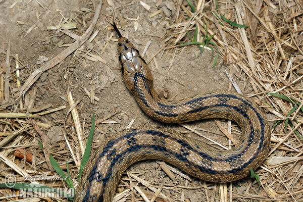 Užovka iberská (Zamenis scalaris)