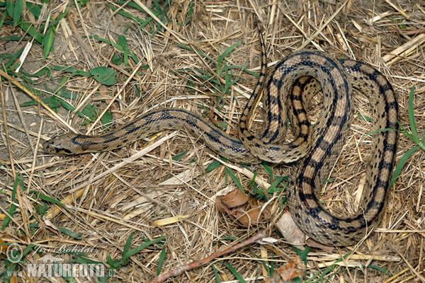 Užovka iberská (Zamenis scalaris)