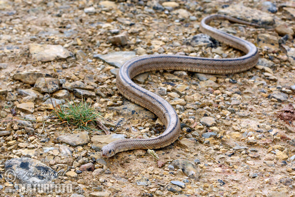 Užovka iberská (Zamenis scalaris)