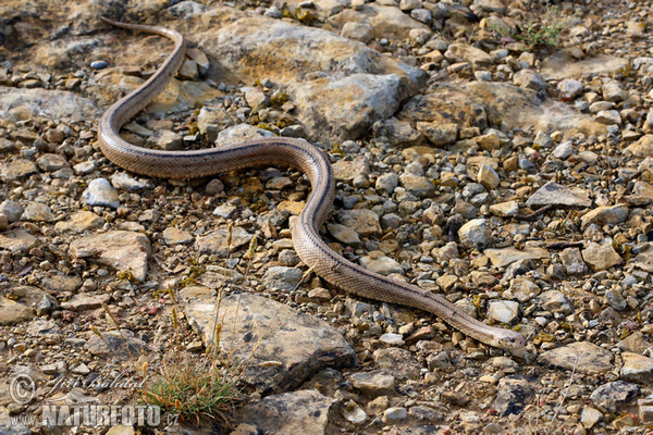 Užovka iberská (Zamenis scalaris)