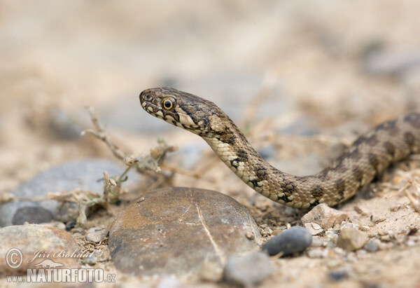 Užovka maurská (Natrix maura)