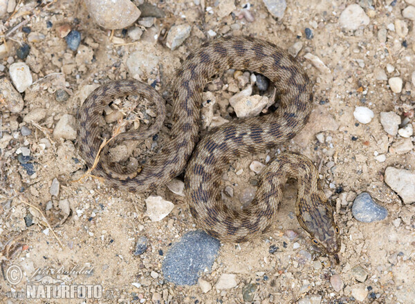 Užovka maurská (Natrix maura)