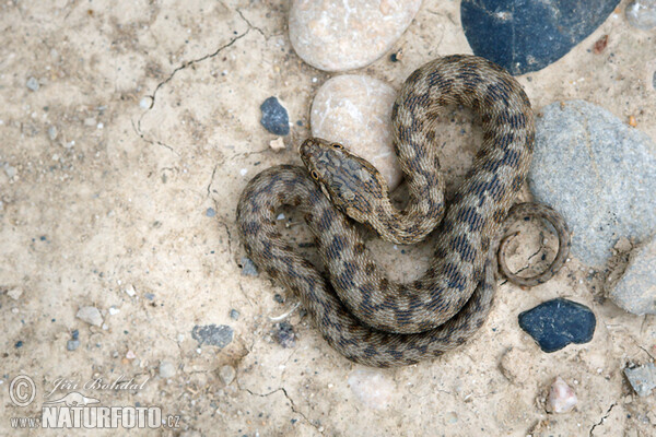 Užovka maurská (Natrix maura)