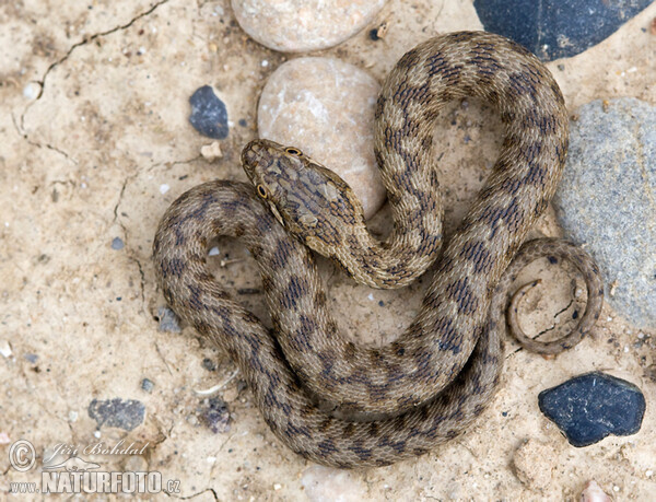 Užovka maurská (Natrix maura)