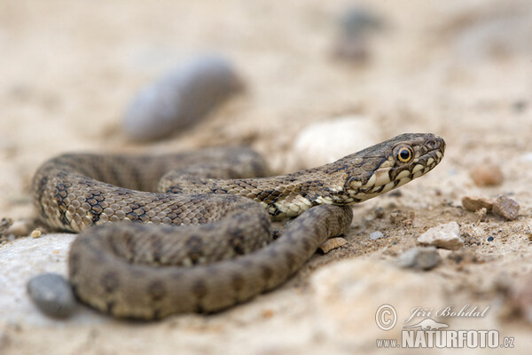 Užovka maurská (Natrix maura)