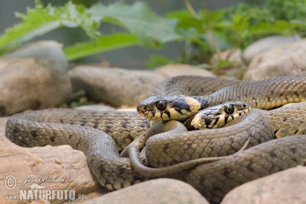 Užovka obojková (Natrix natrix)