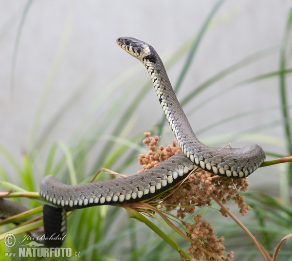 Užovka obojková (Natrix natrix)