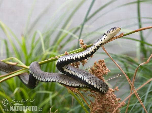 Užovka obojková (Natrix natrix)