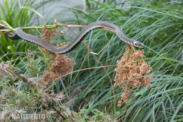 Užovka obojková (Natrix natrix)