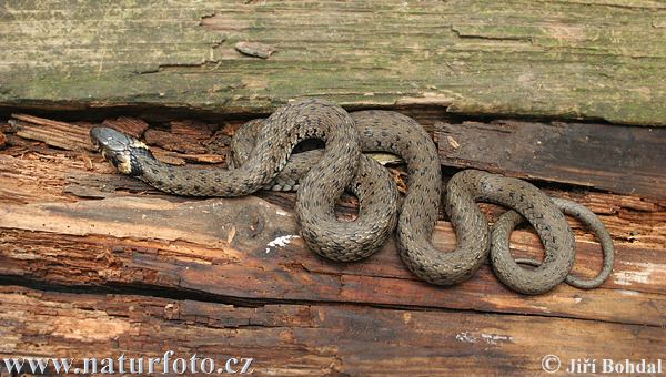 Užovka obojková (Natrix natrix)