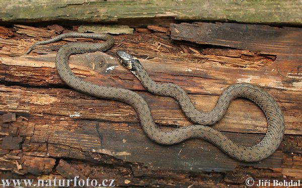 Užovka obojková (Natrix natrix)