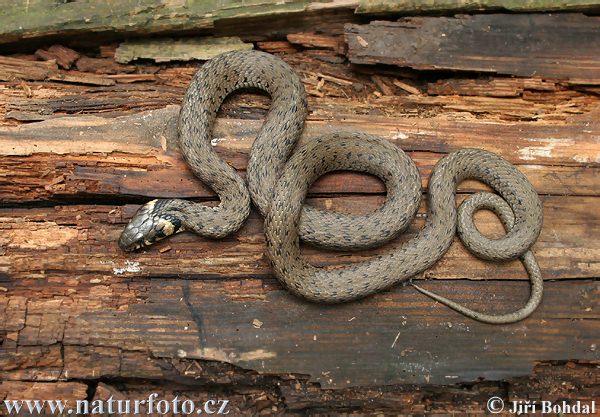 Užovka obojková (Natrix natrix)