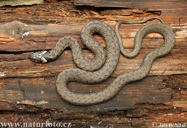 Užovka obojková (Natrix natrix)