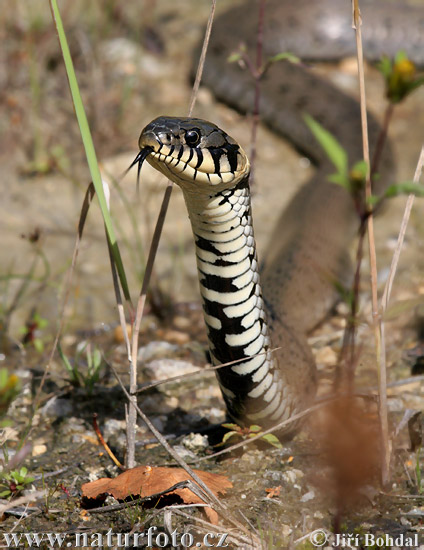 Užovka obojková (Natrix natrix)