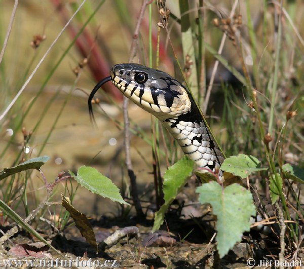 Užovka obojková (Natrix natrix)